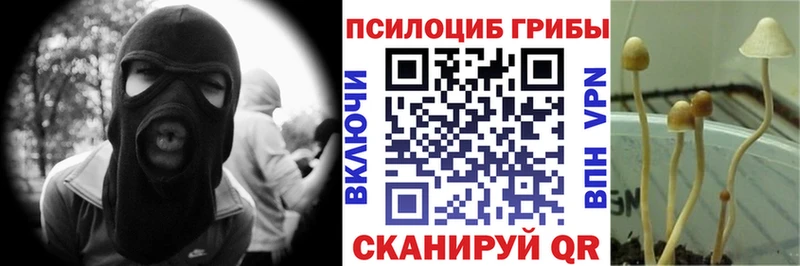 Купить  Нюрба  Псилоцибиновые грибы Cubensis 